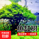 共度（Gong Du）魚(yú)缸莫斯水草植物活體慕斯片散裝莫絲樹(shù)球沉木大 莫斯樹(shù)棕色20*11*13cm