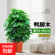 鴨腳木盆栽客廳綠植花卉室內大型辦公室植物發(fā)財樹(shù) 鴨腳木50-60cm（原盆原土）