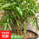 觀(guān)賞竹子佛肚竹盆景米竹羅漢竹狀如佛肚室內植物盆栽庭院種植趣味 精品佛肚竹三顆苗土球苗 不含托盤(pán)