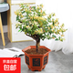 金銀花樹(shù)苗庭院陽(yáng)臺盆栽地栽可食用金銀花老樁爬藤綠植物花卉 金銀花6年苗
