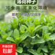 食用薄荷種子四季可播香檸檬薄荷多年生陽臺盆栽驅蚊種子播種園藝 薄荷種子 3包【900?！? title=
