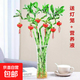 【帶根富貴竹轉運竹龍竹】招財水培植物客廳彎竹開(kāi)運竹子盆栽花卉 50-55cm轉運竹--6支送3燈籠