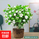 茉莉花盆栽帶花苞茉莉重瓣濃香型茉莉花客廳陽臺四季開花花卉綠植 茉莉花1盆+原土發(fā)貨+肥料【6-10顆】