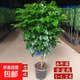 【四季常青】幸福樹平安樹盆栽大型室內(nèi)花卉好養(yǎng)活植物客廳平安樹 棒棒糖造型幸福樹【1-1.2米】原盆土+肥料
