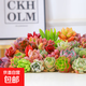 多肉植物多肉辦公室陽(yáng)臺清倉批發(fā)處理花卉盆栽特賣(mài)套餐處理 隨機多肉植物10款植物不重復 不含盆土
