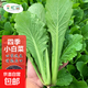 麻葉火鍋菜種子天津青麻葉白菜黃心烏塌菜小八葉春秋四季蔬菜種籽 四季小白菜種子 10克(約4000粒)*1包
