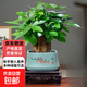 新款發(fā)財樹小盆栽辦公室內(nèi)開業(yè)送禮盆景綠植 大三桿發(fā)財樹+柿柿如意陶瓷盆+方底座+陶粒
