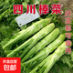 棒菜種子薄皮棒菜大棒菜白皮芥菜種四川花葉菜頭特色 棒棒菜種子 薄皮棒菜種子 1包約1000粒