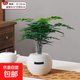 綠植室內小盆栽桌面發(fā)財樹(shù)易活四季懶人養的花吸甲醛植物幼兒園 文竹+圓球自吸水盆