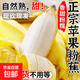 蘋果蕉新鮮香蕉自然熟芭蕉香甜粉糯萬澄現(xiàn)摘生鮮現(xiàn)發(fā)水果 帶箱5斤