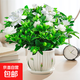 梔子花盆栽花卉植物室內(nèi)綠蘿籮陽臺水培綠植茉莉花四季好養(yǎng)九里香 精品160#大梔子花（小清新瓷盆）