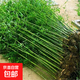 竹子苗青竹庭院小竹苗北方樹(shù)苗植物綠化竹林【修剪發(fā)貨不帶葉子】 四季青竹0.5cm粗10棵