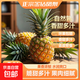 特價(jià)金鉆鳳梨新鮮大果菠蘿整箱水果風(fēng)梨手撕現貨直發(fā)脆甜多汁鳳梨 小果0.8斤-1.2斤3-4個(gè) 凈重3斤