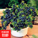 藍莓苗藍莓樹(shù)苗庭院陽(yáng)臺盆栽地栽黑珍珠兔眼果樹(shù)苗木當年結果 藍莓3年苗【優(yōu)質(zhì)壯苗】