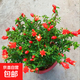 石榴花盆栽觀(guān)賞石榴果樹(shù)苗室內外庭院陽(yáng)臺盆景綠植物花卉四季開(kāi)花 7年苗【花期帶花苞】
