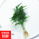 水培植物綠蘿發(fā)財樹吉利紅紅掌白掌室內(nèi)懶人水養(yǎng)如意花卉桌面盆栽 文竹2株【不含盆】10-15cm