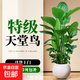 天堂鳥盆栽客廳大型綠植高級(jí)感客廳室內(nèi)辦公室鶴望蘭植物盆景好養(yǎng) 圓球樹脂盆（送接水盤） 0.8-1米（4-5顆苗）