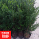 南方紅豆杉樹苗地栽景凈化空氣大型庭院植物正曼迪亞紅豆杉苗盆景 多分支已授粉60-80厘米2棵【成活】 不含盆