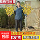 紅梅花樹苗盆栽庭院地栽濃香臘梅室內(nèi)外耐寒綠植正宗四季種植開花 黃臘梅樹苗【帶土球發(fā)貨】 4公分粗1.6米高度【帶分叉多】