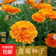 耐寒花種多年生野花組合種子四季開(kāi)花花籽庭院易種活室外花卉 金盞菊種子 250克