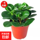 豆瓣綠青青葉碧玉 吸二手煙綠植凈化空氣除甲醛四季常 基地培育盆1盆 約15-25cm