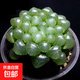玉露植物組合十二卷玉露多肉植物盆栽姬玉露室內(nèi)懶人盆栽 冰燈玉露 4-5cm【塑料盆栽好】