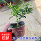 邇英閣夜來(lái)香盆栽樹(shù)苗 庭院陽(yáng)臺四季開(kāi)花綠植花卉 凈化空氣驅蚊香 真夜來(lái)2棵原土包活下月開(kāi)花