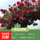 一米五特大苗藤本月季耐寒耐熱四季開花大花濃香薔薇花玫瑰月季花 弗洛倫蒂娜【開花爆滿】 1.5米特大苗