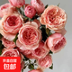 【果汁陽(yáng)臺月季】大苗玫瑰花苗盆栽大花歐月濃香陽(yáng)臺庭院帶花苞 真宙【帶花苞】 大苗【開(kāi)花爆滿(mǎn)】