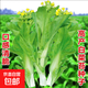 四季空心菜種子大葉空心菜的種子陽(yáng)臺盆栽柳葉空心菜種青?？伤?正品易種白菜苔約1500粒1包