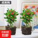 【帶盆種植好】虎刺梅盆栽花卉海棠花鐵海棠四季開花植物室內(nèi)外種 虎刺梅2盆+原土發(fā)貨