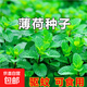 可食用薄荷種子驅蚊蟲(chóng)植物花草蔬菜種子耐熱四季陽(yáng)臺盆栽薄荷種籽 薄荷種子3包 約3000?！克?袋肥