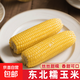 新鮮黃糯白糯黑糯玉米真空包裝速食玉米軟糯香甜代餐早餐美味 黃糯玉米180g-220g 2根裝