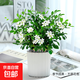 九里香盆栽茉莉花綠植室內(nèi)驅(qū)蚊四季開花帶花苞七里香水培盆景植物 高約16cm桌面款九里香+白豎紋吸水盆1盆 九里香