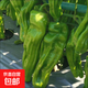蔬菜苗辣椒苗茄子秧苗西瓜苗子西紅柿秧苗黃瓜苗甜瓜苗絲瓜苗種苗 薄皮椒苗 5棵
