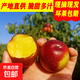 2025紅油桃新鮮水果當(dāng)季現(xiàn)摘滿天星麻子臉猴哥黃白肉隨機(jī)發(fā) 帶箱5斤小果凈重4.5斤【單果60g+】