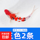 錦鯉魚(yú)活魚(yú)觀(guān)賞魚(yú)純種魚(yú)大型紅白冷水淡水好養耐活金魚(yú)小魚(yú)苗錦鯉 11-13cm三色2條