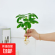 懶人水培綠植九里香綠蘿文竹室內(nèi)易養(yǎng)凈化空氣花卉盆栽植物花卉 鴨腳木1顆【不含盆】土培水培皆可10-15cm
