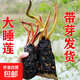 睡蓮種苗荷花盆栽中大型碗蓮蓮花種藕水培水養(yǎng)水生池塘盆缸荷葉種 大睡蓮根塊 5個(gè)-混色