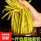 渝蓉府正宗酸豆角袋裝泡豇豆下飯菜泡菜咸菜酸豇豆 酸豇豆（切節(jié)）500g/袋 2袋（固形物≥55%）
