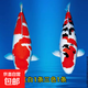 純種錦鯉精品冷水魚大型昭和招財錦鯉魚池養(yǎng)殖庭院觀賞魚錦鯉 （雙喜臨門）20-23cm2條 精選發(fā)