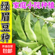 綠眉豆種子扁豆種籽綠扁豆眉豆籽早熟春季播扁豆籽爬藤菜庭院秋季 綠眉豆種子 1包約10粒