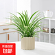 辦公室桌面室內綠植小盆栽奶油風(fēng)擺件四季好養室內吸甲醛凈化空氣 金邊吊蘭+米色提拉米蘇陶瓷盆+鋪面石