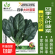 蔬菜種子四季播盆栽陽(yáng)臺(tái)庭院香菜生菜菠菜蘿卜蔥簡(jiǎn)單易種籽孑大全 四季大葉菠菜約1000粒