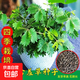 四季播種彩葉含羞草花種子四季易活奇趣植物害羞草室內(nèi)外陽臺盆栽 含羞草虎種子/包約100粒 1包