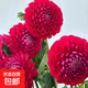 重瓣大麗花種球根莖盆栽地栽庭院陽(yáng)臺四季多年生花卉地瓜花花期長(cháng) 西瓜紅 1球【買(mǎi)3送1】