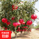 石榴樹苗突尼斯軟籽石榴苗大紅袍蒙陽紅盆栽地栽嫁接果樹苗木 石榴8年苗【結(jié)果爆滿】