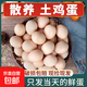 特價土雞蛋新鮮雞蛋五谷喂養(yǎng) 山林自養(yǎng)雞蛋40g做早餐必備減脂輕食 10枚/500g