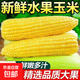 新鮮現(xiàn)摘水果玉米爆漿多汁直播間輕食早餐買菜超市蔬菜品質(zhì) 新鮮水果玉米9斤 含箱