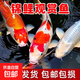 純種錦鯉精品冷水魚(yú)大型昭和招財錦鯉魚(yú)池養殖庭院觀(guān)賞魚(yú)錦鯉 （三星報喜）24-27cm隨機3條 精